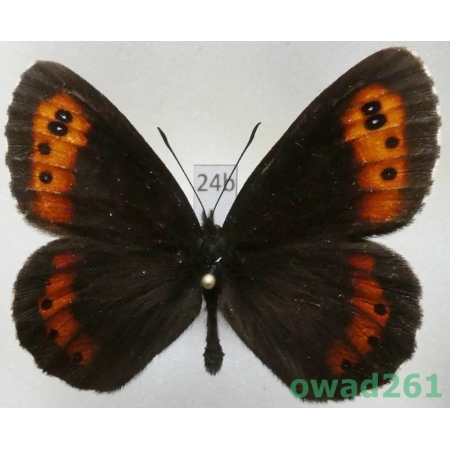 Erebia ligea (Linnaeus, 1758) male Czech24b